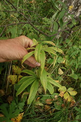 Lilium martagon pilosiusculum