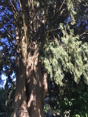 Cupressus dupreziana
