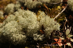 Cladonia portentosa