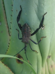 Acanthocephala thomasi