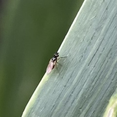 Milichiidae