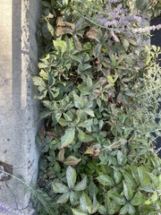 Parthenocissus quinquefolia