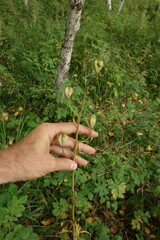 Lilium martagon pilosiusculum