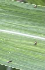 Milichiidae