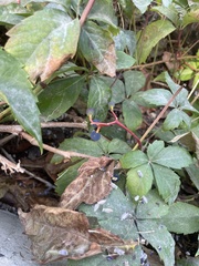 Parthenocissus quinquefolia