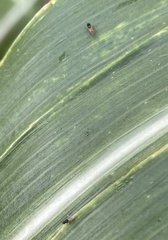 Milichiidae