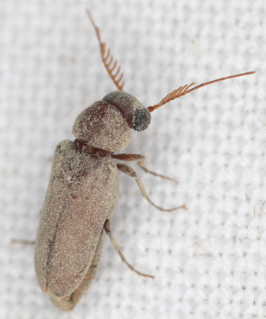 Xeranobium