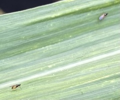 Milichiidae