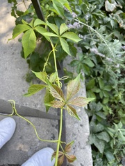 Parthenocissus quinquefolia