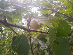 Diospyros virginiana