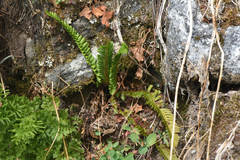 Polystichum lonchitis