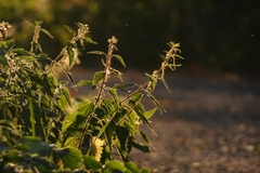 Urtica dioica