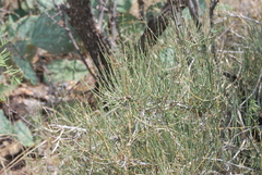 Ephedra