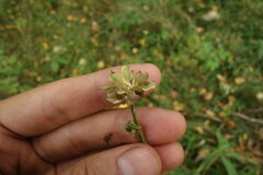 Anemonastrum crinitum