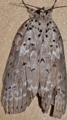 Eligma orthoxantha