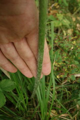 Anemonastrum crinitum