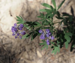 Lupinus argenteus