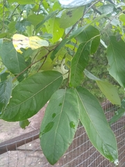 Diospyros virginiana