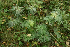Anemonastrum crinitum
