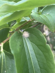 Callirhytis infuscata