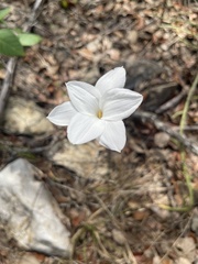 Zephyranthes