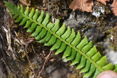 Polystichum lonchitis