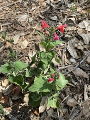 Salvia coccinea
