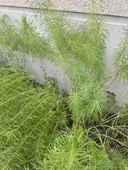Amsonia hubrichtii