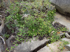 Ibatia