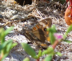 Junonia neildi varia