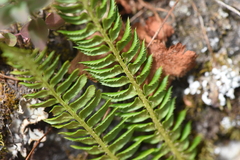 Polystichum lonchitis