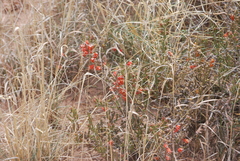 Cylindropuntia leptocaulis