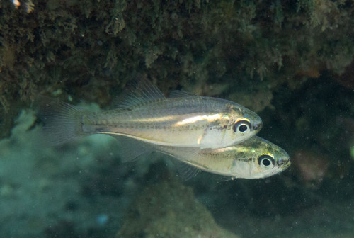 Pinkbelly siphonfish (Siphamia roseigaster) — Apogonidae