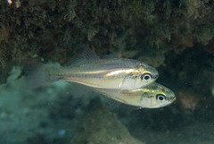 Siphamia roseigaster