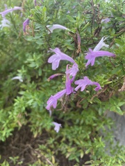 Hedeoma reverchonii