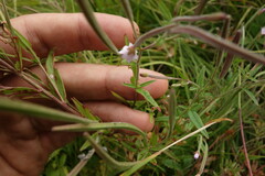 Epilobium