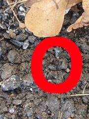 Camponotus chromaiodes