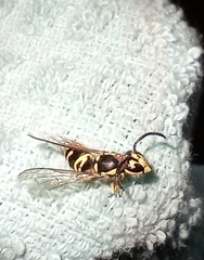 Vespula maculifrons