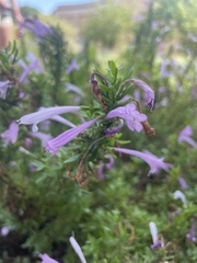 Hedeoma reverchonii
