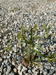Cyperus iria