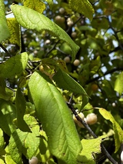Prunus mexicana