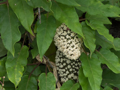 Ibatia