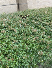 Heraclides cresphontes