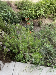 Anisacanthus quadrifidus
