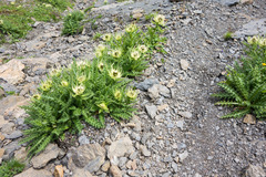 Cirsium spinosissimum