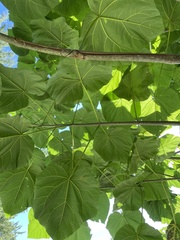 Paulownia