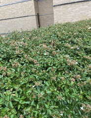 Heraclides cresphontes