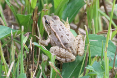 Pelophylax ridibundus