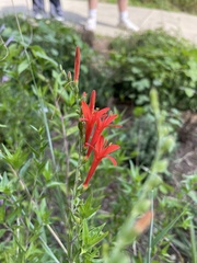 Anisacanthus quadrifidus