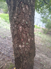 Diospyros virginiana